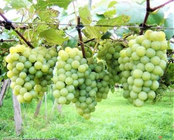 Uva Niágara Branca (Vitis labrusca 