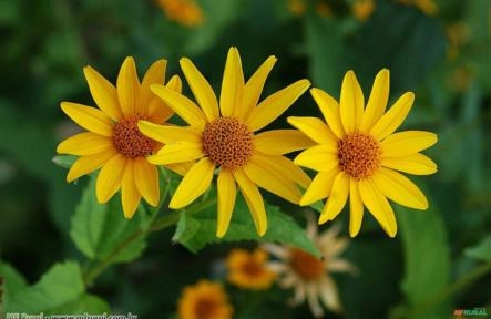 Margarida Amarela (Coreopsis lanceolata) Imagem Margarida Amarela (Coreopsis lanceolata)