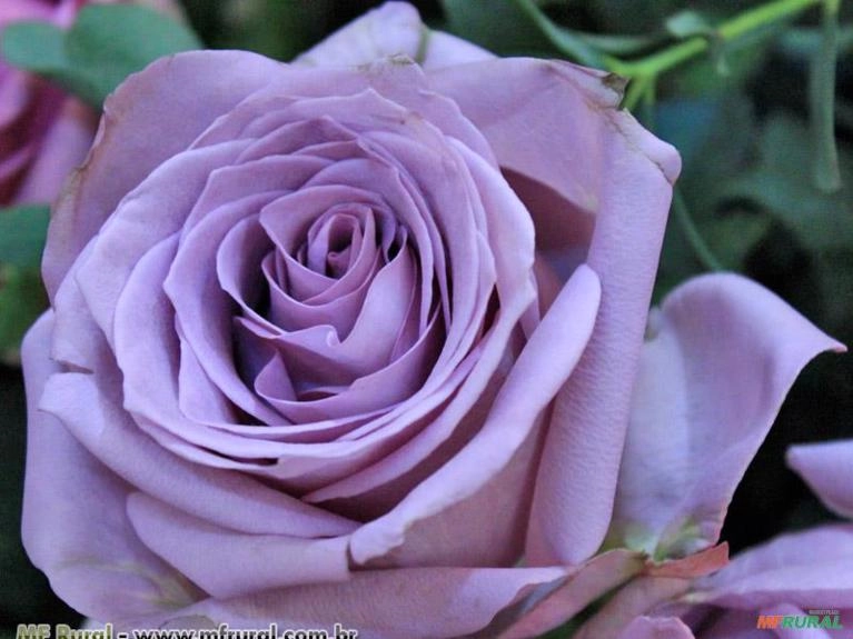 Rosa Lilás (Rosaxgrandiflora) Imagem Rosa Lilás (Rosaxgrandiflora)