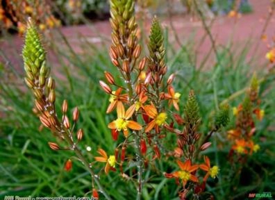Bulbine (Bulbine frutescens) Imagem Bulbine (Bulbine frutescens)