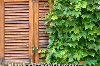 Falsa Vinha (Parthenocissus tricuspidata)  Imagem Falsa Vinha (Parthenocissus tricuspidata)