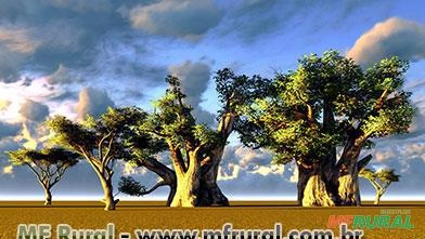 Baobá (Adansonia digitata) Imagem Baobá (Adansonia digitata)