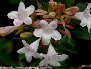 Abélia (Abelia x grandiflora)