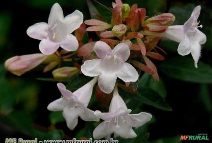 Abélia (Abelia x grandiflora) Imagem Abélia (Abelia x grandiflora)