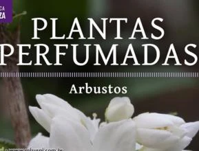 Coleção Plantas Perfumadas - 2 Arbustos