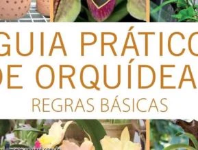Guia Prático de Orquídeas: 1 - Regras Básicas