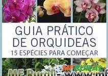 Guia Prático de Orquídeas: 3 - 15 Espécies Para Começar