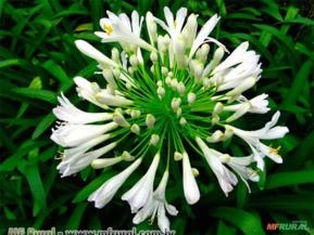 AGAPANTO BRANCO (Agapanthus africanus)