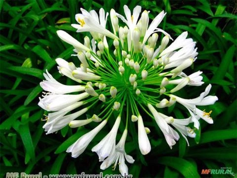 AGAPANTO BRANCO (Agapanthus africanus) Imagem AGAPANTO BRANCO (Agapanthus africanus)