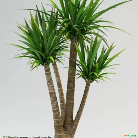 Palmeira Yuca (Yucca gigantea) Imagem Palmeira Yuca (Yucca gigantea)