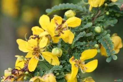 ACACIA BAIANA (Senna polyphylla) Imagem ACACIA BAIANA (Senna polyphylla)