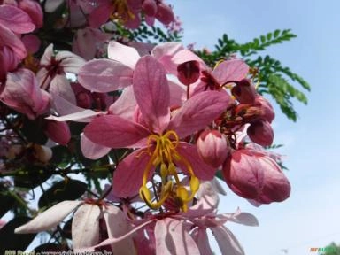 ACACIA JAVANEZA (Cassia javanica L.) Imagem ACACIA JAVANEZA (Cassia javanica L.)