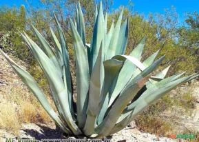 AGAVE AZUL AMERICANA (Agave americana)