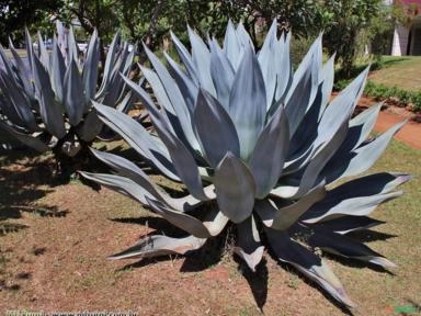 AGAVE AZUL (Agave weberi) Imagem AGAVE AZUL (Agave weberi)