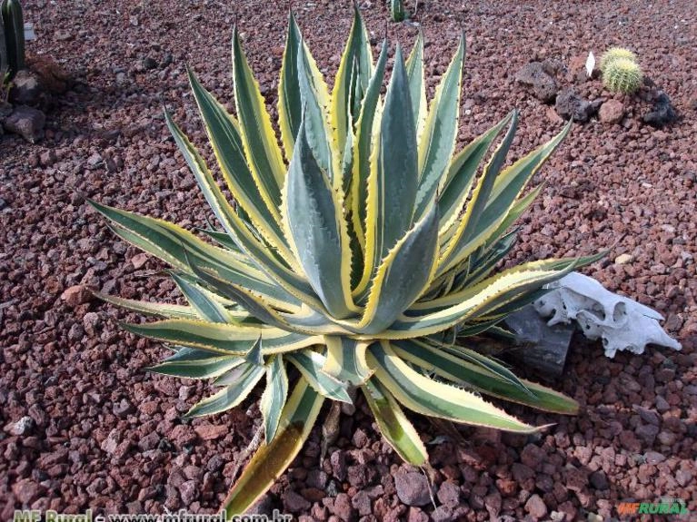 AGAVE VARIEGATA (Agave americana var. marginata)  Imagem AGAVE VARIEGATA (Agave americana var. marginata)