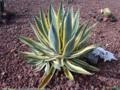 AGAVE VARIEGATA (Agave americana var. marginata)  Imagem AGAVE VARIEGATA (Agave americana var. marginata)