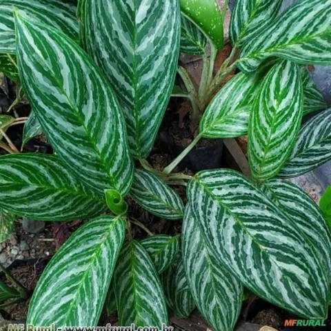 AGLAONEMA (Aglaonema crispum) Imagem AGLAONEMA (Aglaonema crispum)