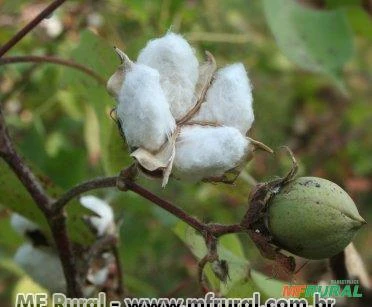 ALGODOEIRO DA PRAIA (Hibiscus pernambucensis) Imagem ALGODOEIRO DA PRAIA (Hibiscus pernambucensis)