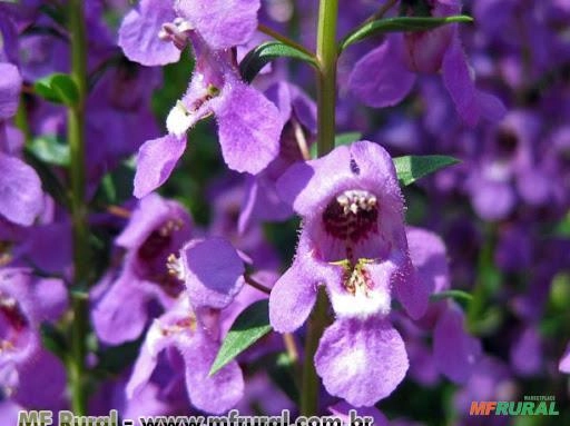 Angelônia (Angelonia angustifolia)  Imagem Angelônia (Angelonia angustifolia)