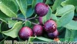 ARAÇA-UNA (Psidium myrtoides)  Imagem ARAÇA-UNA (Psidium myrtoides)