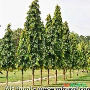 ÁRVORE MASTRO (Polyalthia longifolia var. pendula )  Imagem ÁRVORE MASTRO (Polyalthia longifolia var. pendula )