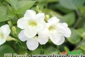 ASSISTÁCIA BRANCA (Asystasia gangetica var. alba)