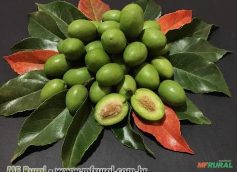 AZEITONA DO CEILÃO (Elaeocarpus serratus ) Imagem AZEITONA DO CEILÃO (Elaeocarpus serratus )