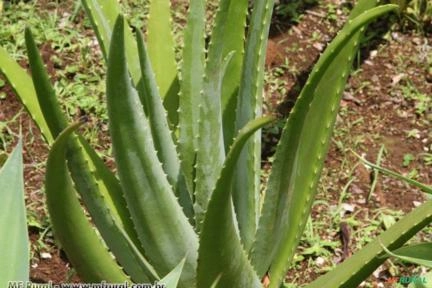 BABOSA (Aloe vera) Imagem BABOSA (Aloe vera)