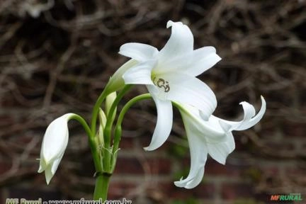 Crino-branco (Crinum x powellii) Imagem Crino-branco (Crinum x powellii)