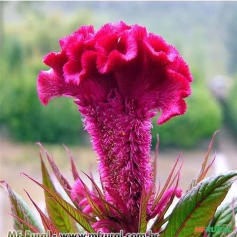 CRISTA DE GALO (Celosia argentea) Imagem CRISTA DE GALO (Celosia argentea)