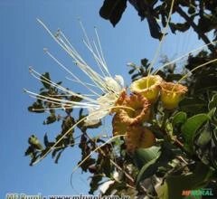 DEDALEIRO (Lafoensia pacari)