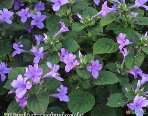 BARLERIA (Barleria cristata) Imagem BARLERIA (Barleria cristata)