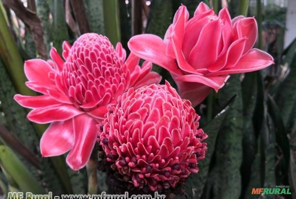 BASTÃO DO IMPERADOR (Etlingera elatior)  Imagem BASTÃO DO IMPERADOR (Etlingera elatior)