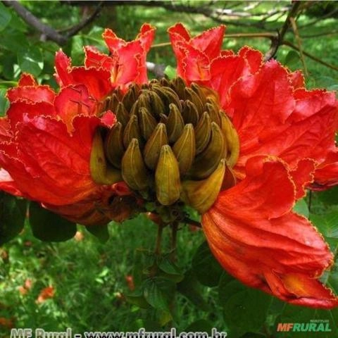 ESPATHODEA (Spathodea campanulata) Imagem ESPATHODEA (Spathodea campanulata)