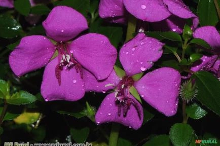 ESQUIZOCENTRO (Heterocentron elegans) Imagem ESQUIZOCENTRO (Heterocentron elegans)