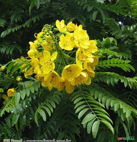 FALSO BARBATIMÃO (Cassia leptophylla) Imagem FALSO BARBATIMÃO (Cassia leptophylla)