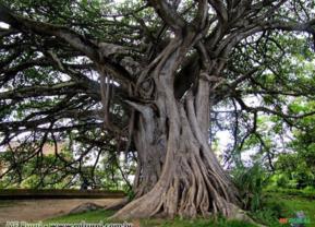 FIGUEIRA BRANCA (Ficus guaranitica)