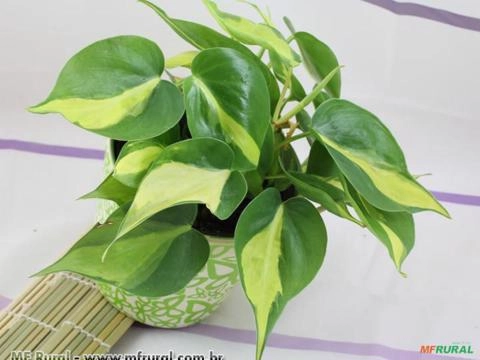 FILODENDRO LUA CLARA (Philodendron moonlight) Imagem FILODENDRO LUA CLARA (Philodendron moonlight)
