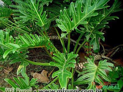 FILODENDRO XANANDU (Philodendron xanadu) Imagem FILODENDRO XANANDU (Philodendron xanadu)