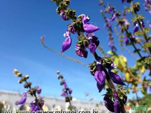 BOLDO DE JARDIM (Plectranthus barbatus)