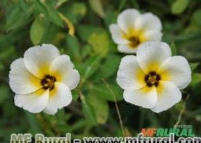 FLOR-DO-GUARUJA (Turnera ulmifolia var. elegans)