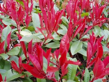 FOTINIA (Photinia x fraseri) Imagem FOTINIA (Photinia x fraseri)