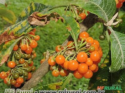 FRUTA DO SABIÁ (Acnistus arborescens)  Imagem FRUTA DO SABIÁ (Acnistus arborescens)