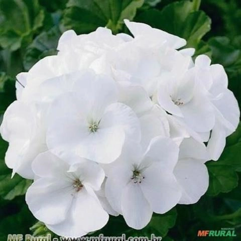 GERÂNIO BRANCO (Pelargonium hortorum) Imagem GERÂNIO BRANCO (Pelargonium hortorum)
