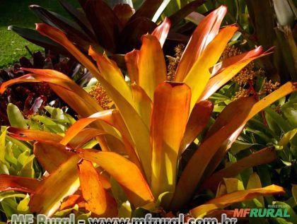 Bromélia Porto Seguro (Aechmea blanchetiana) Imagem Bromélia Porto Seguro (Aechmea blanchetiana)