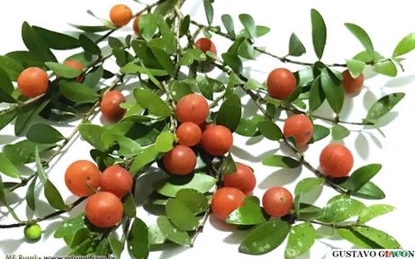 CAMBUI (Myrciaria cuspidata) Imagem CAMBUI (Myrciaria cuspidata)