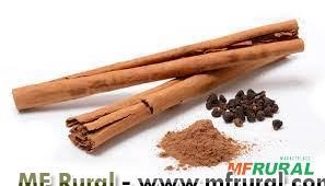 CANELA DA ÍNDIA (Cinnamomum verum) Imagem CANELA DA ÍNDIA (Cinnamomum verum)