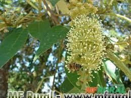 CAPIXINGUI (Croton florigundus) Imagem CAPIXINGUI (Croton florigundus)