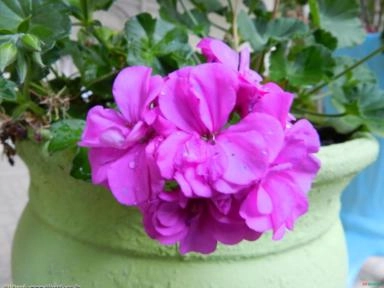 GERÂNIO LILAS (Pelargonium hortorum) Imagem GERÂNIO LILAS (Pelargonium hortorum)