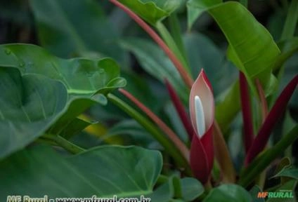 CASCATA (Philodendron spp.  Imagem CASCATA (Philodendron spp.